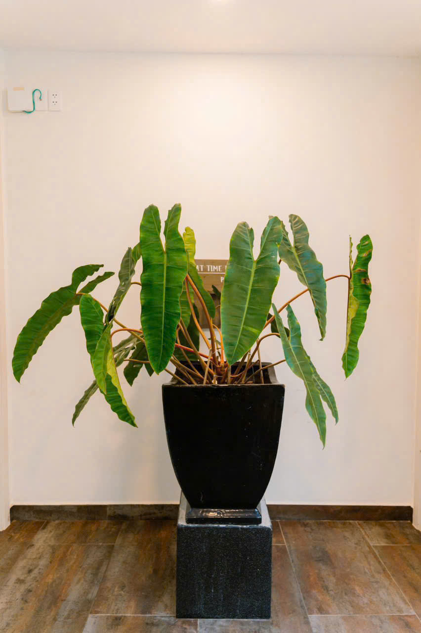 Villa 7 phòng - Oceanami Long Hải